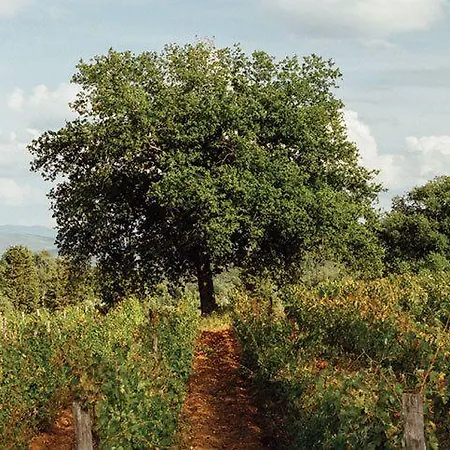 Agroturismo La Cerreta - Terme Di *