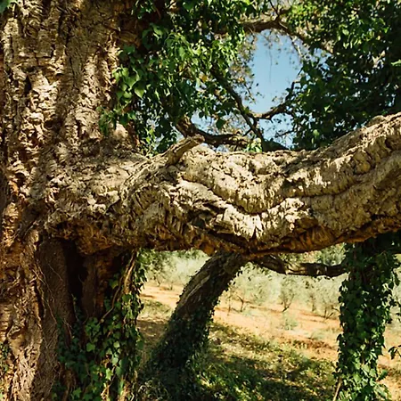 La Cerreta - Terme Di Agroturismo