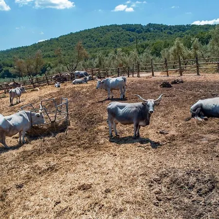La Cerreta - Terme Di * Sassetta