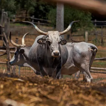 Alloggio per agriturismo La Cerreta - Terme Di